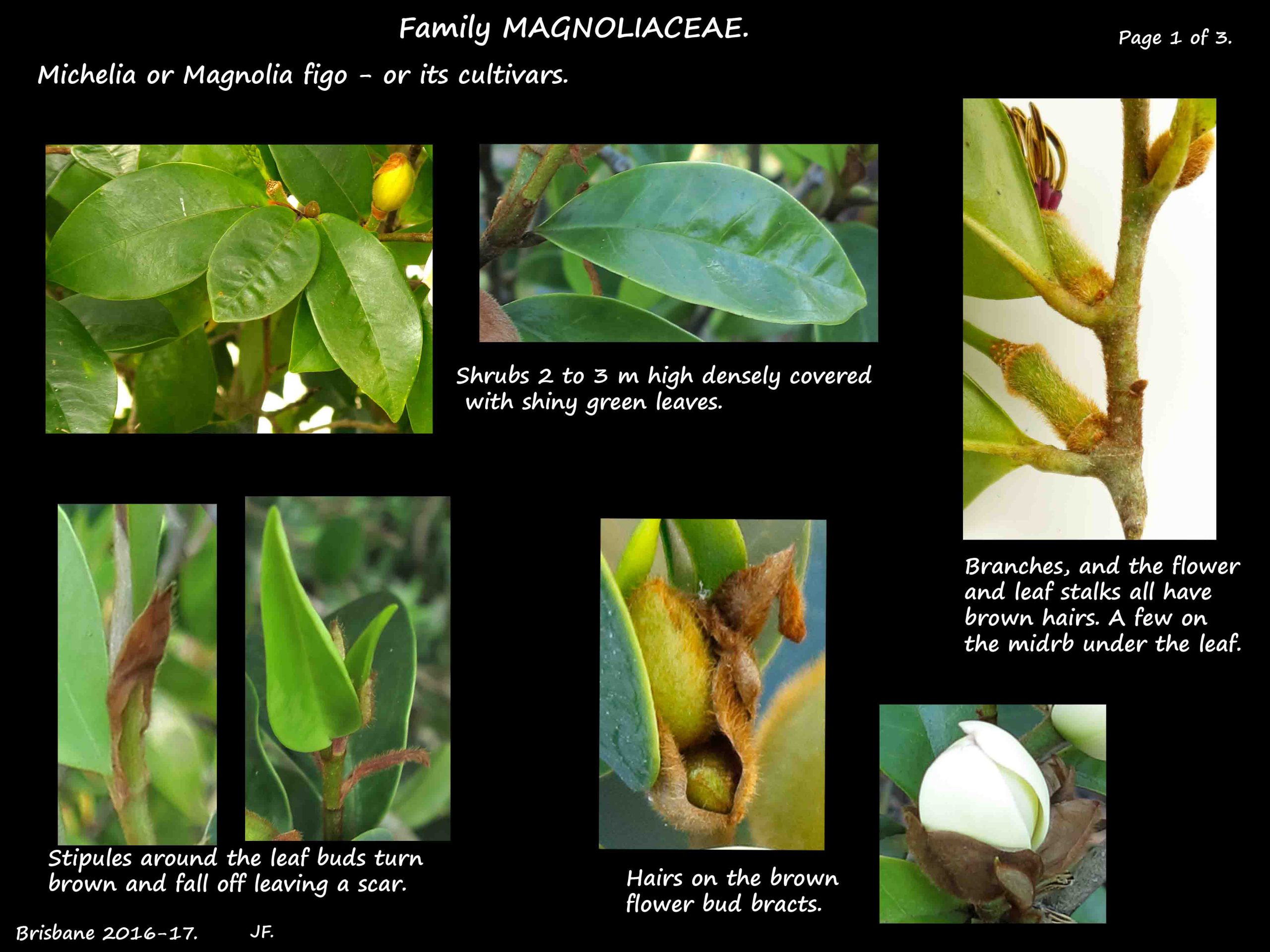 1 Michelia figo leaves & stipules